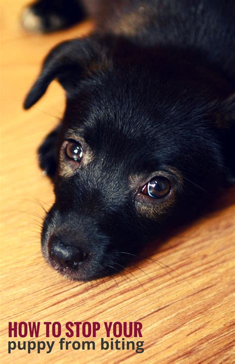 3 Simple Ways To Stop Your Puppy From Biting Puppy Training Biting