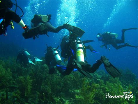 Scuba Diving Elige A Guanaja Como La Mejor Isla Del Caribe Para Bucear
