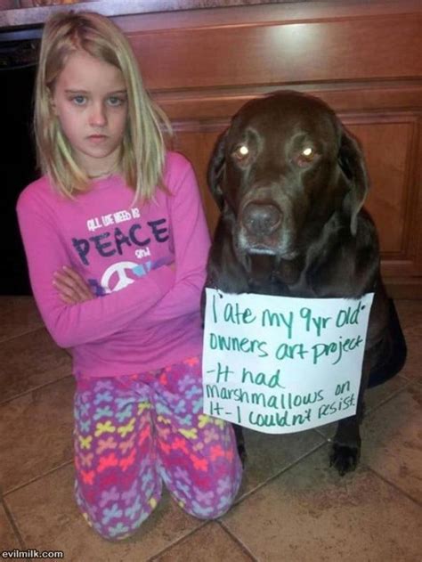 31 Of The Most Hilarious Dog Shaming Photos Ever Funny Dogs Dog