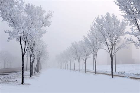 Winter Trees Hd Wallpaper Background Image 1920x1274