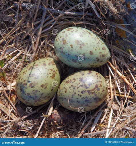 Common Gull Eggs Stock Image Image Of Gull Eggs Clutch 14296803
