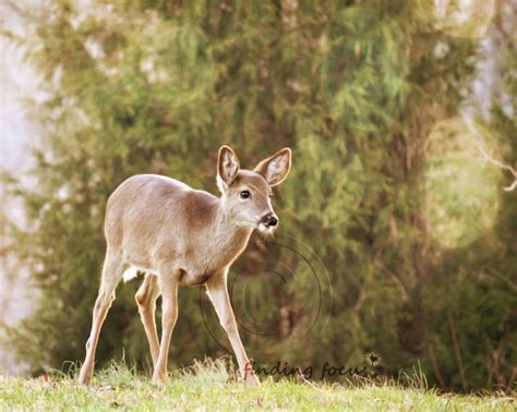 Deer Photo Yearling Baby Animal Fawn Woodland Trees Print