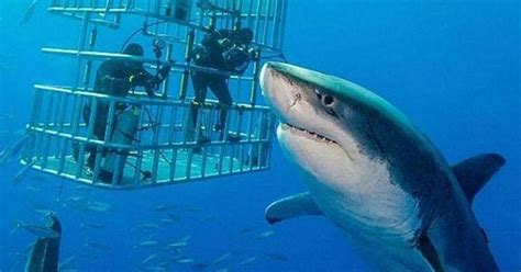 Meet Deep Blue The Largest Great White Shark Ever Caught On Camera