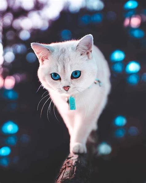 Most Beautiful Cat 😼 Rworld