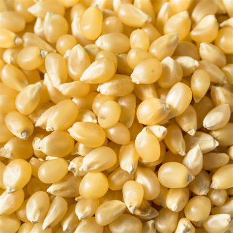 White Japanese Hulless Popcorn Seeds Everwilde Farms