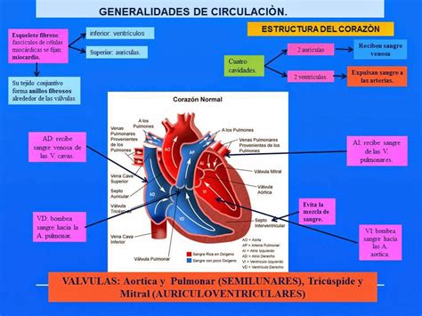 Generalidades De CorazÓn Blog De Fisiología Médica