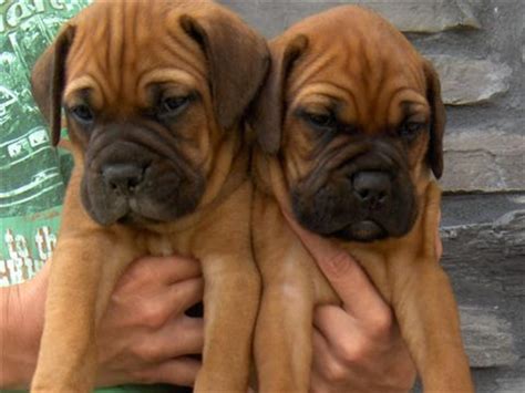 Stunning kc registered bullmastiff puppies for sale. Top 16 Large Dog Breeds | PetHelpful