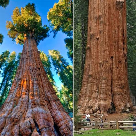 Largest Tree In The World Location Giant Forest Of Sequoia National