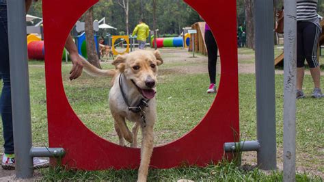 Los Mejores Parques Para Perros En La Ciudad De México