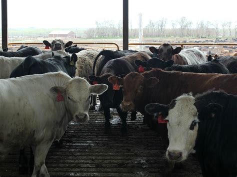 Ranchers File Antitrust Suit Against Beef Packers The Land Report