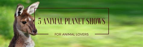 5 Animal Planet Shows All Animal Lovers Should Watch