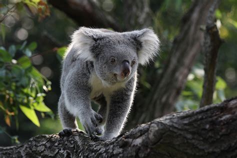 Without Urgent Govt Intervention Koalas Face Extinction In New South Wales By 2050 Leaders