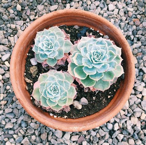 Potted Succulent Plants By Stocksy Contributor Chelsea Victoria