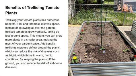 Gardening 101 Why Trellising Your Tomato Plants Is A Must Do And 5