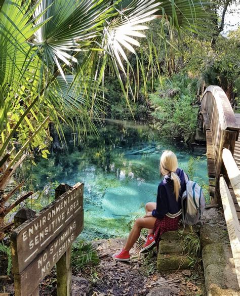 Explore Florida Springs Fern Hammock Springs At Juniper Springs