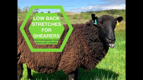 Exercises For Sheep Shearers