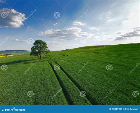 A Lone Tree In A Field Stock Image Image Of Green Tree 90317919