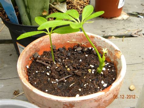 We did not find results for: Schefflera Plant Propagation - How Can I Root Schefflera ...