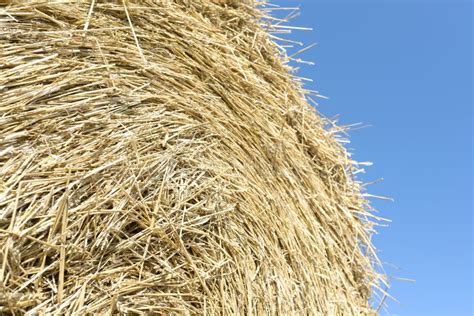 Stack Of Hay Straw Bale On The Field After Harvest Stock Image Image