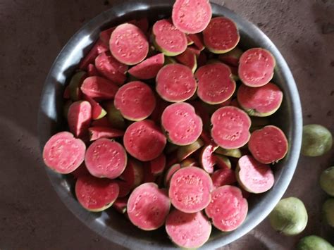 Keshav Guava Tissue Culture Plant Ambica Agro