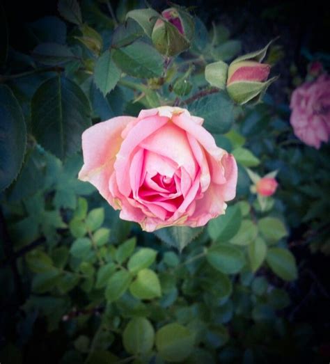 Jun 01, 2021 · hibiscus varieties are immensely popular in gardening and range from annuals to perennials, hardy to tropical, and large shrubs to smaller plants. CLIMBING ROSE ZONE 4 Marie Victorin rose | Climbing roses ...