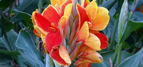 How To Plant Canna Lily Bulbs And Take Care Of Them