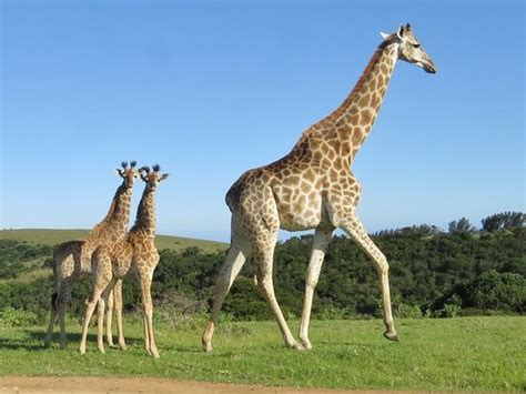 Mother And Baby Giraffe Picture Of Miarestate Haga Haga