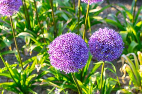 We did not find results for: Allium giganteum pflanzen » Standort, Nachbarn und mehr ...