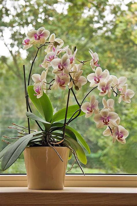 Guide To Basic Care Of Houseplants Gardeners Path Indoor Orchids
