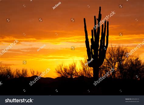 Silhouette Saguaro Cactus Sunset Stock Photo 89545513 Shutterstock
