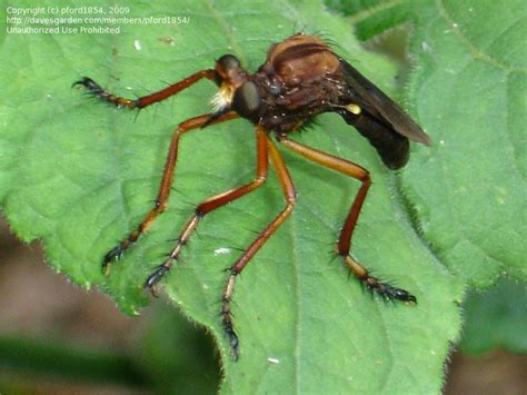 Bug Pictures Robber Fly Diogmites Platypterus By Caivy