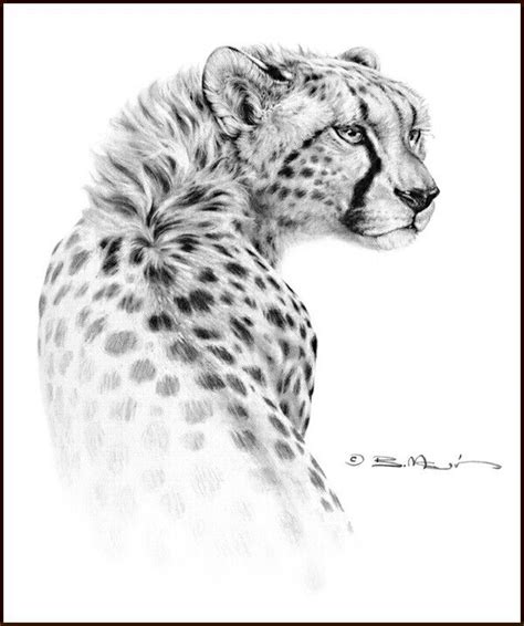 Gepard Big Cats Art Cheetah Drawing Cheetah Tattoo