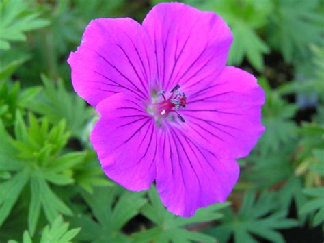 At 18 high it is perfect for shaded planting borders and for. Geranium sanguineum 'New Hampshire Purple' - Geraniaceae ...