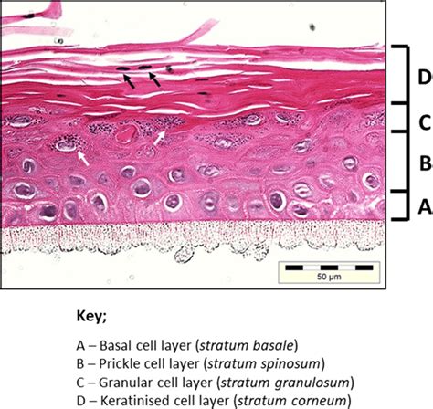 The Free Surface Of The Epithelial Layer Describes The