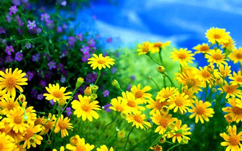 Hi Res Background Chamomile Yellow Flowers Field Wallpapers High