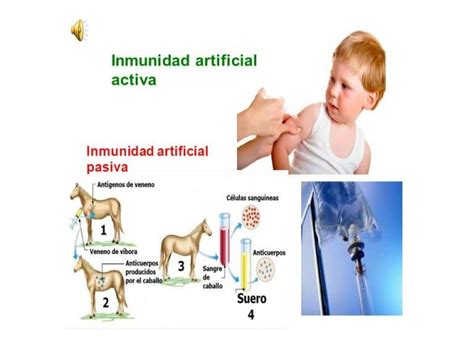 Inmunidad Innata Definición Características Tipos Y Más