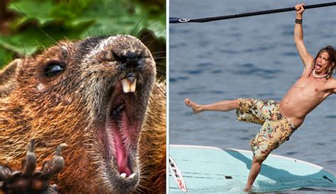 Sign Of The Apocalypse Beaver Attacks Stand Up Paddler In North