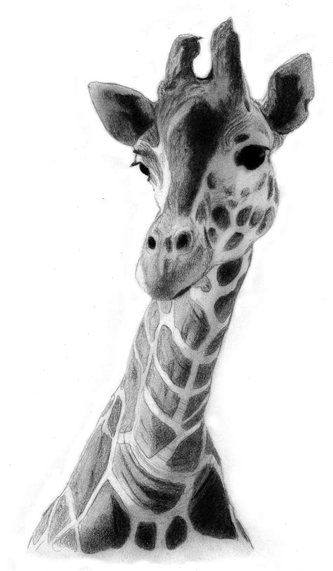Vector set of hand drawn animal. Giraffe Drawing by QZJavs on deviantART | Giraffe drawing ...