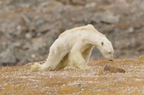 Beruang Kutub Terancam Kelaparan National Geographic