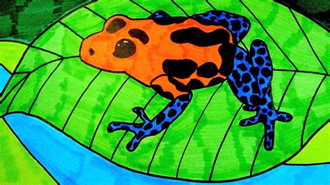 It warns potential predators that the frogs are poisonous. How To Draw A Poison Dart Frog (KIDS) - YouTube