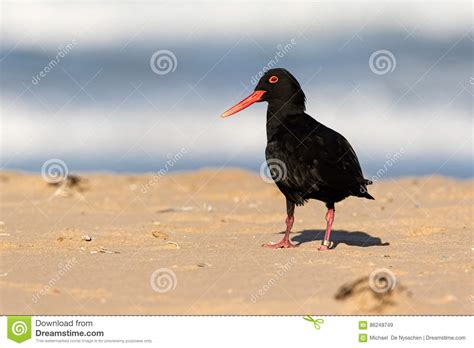 Black Oystercatcher Bird With Red Beak Stock Image Image Of Beak