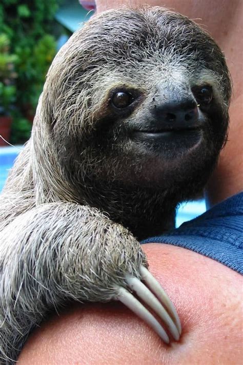 20 Sloth Smiles Revealed In 2020 Sloth Good Day Sunshine Smile