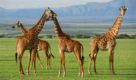 Serengeti National Park Best Time To Visit Serengeti