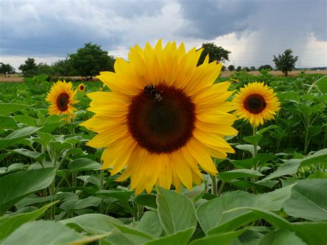 Cultivated Sunflowers And Their Wild Relatives Awkward Botany