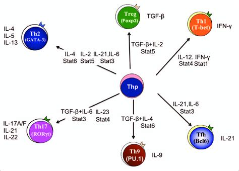 T Helper Th Cell Phenotypes Cytokine Environments And The