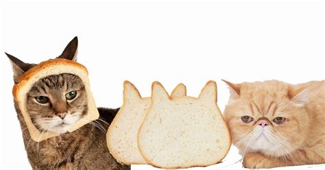 What Do Cats Like To Eat For Breakfast The Pet Liker