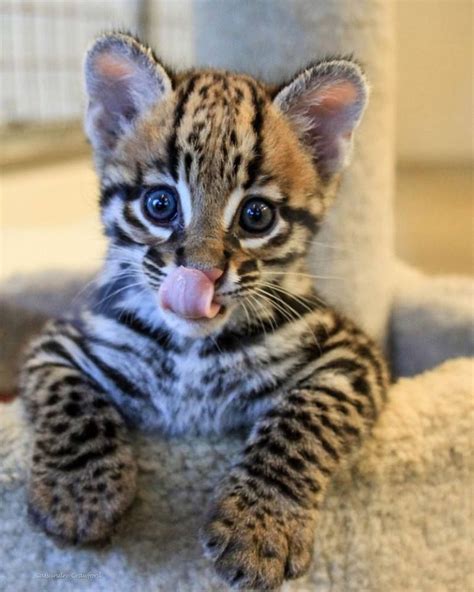 This Is Santos The Ocelot Ocelots Live Along The Mexico Border