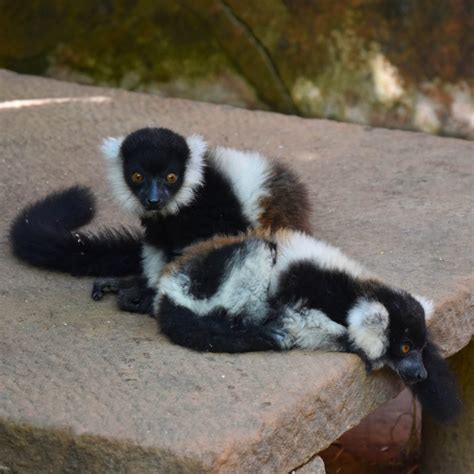 Lemurs Park Antananarivo Madagascar Anne Travel Foodie
