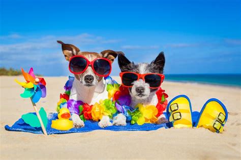 Family day at the ft. Taking Your Dog to the Beach: 9 Tips Every Owner Must Know