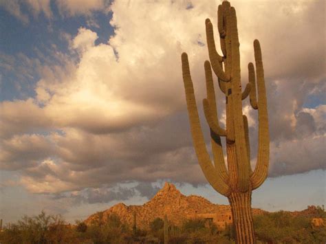 Most people will see the saguaro. The Sonoran Desert of Pinnacle Peak - Pinnacle Peak Local